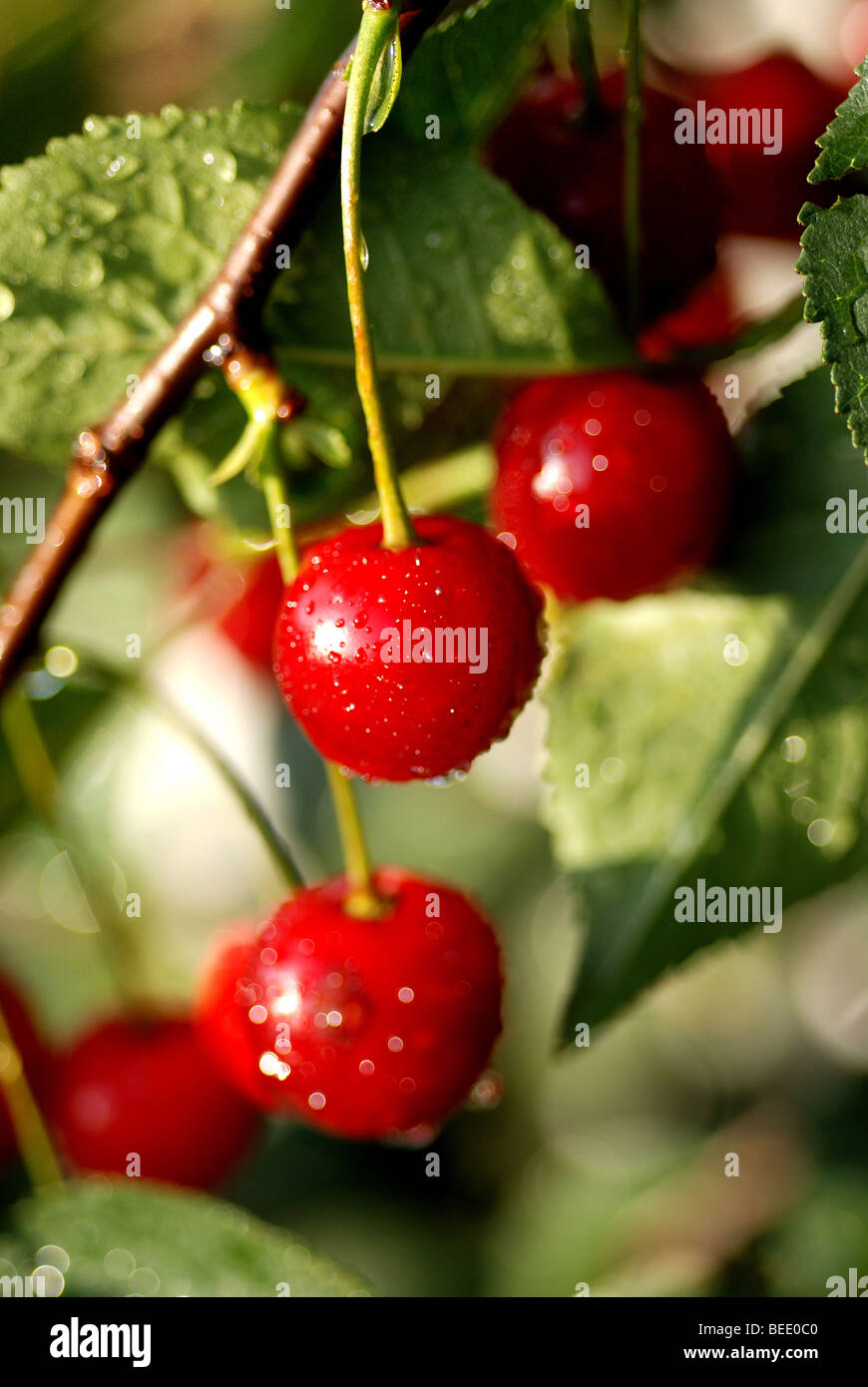 MORELLO CHERRIES GROWING ON TREE IN GARDEN Stock Photo Alamy
