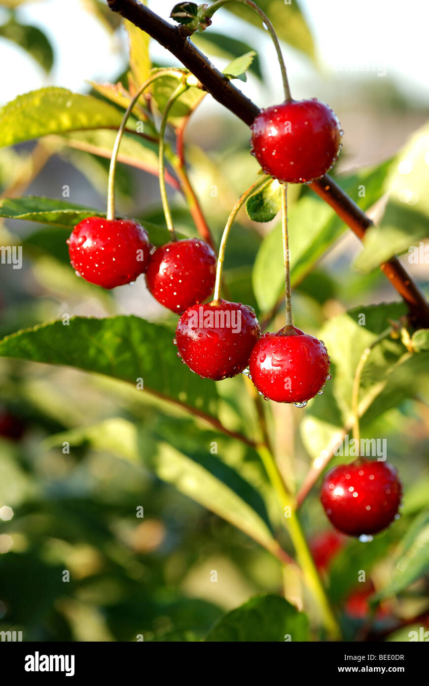 Morello cherries hires stock photography and images Alamy