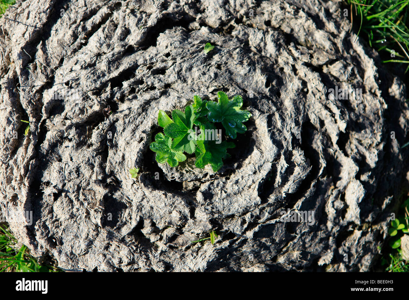Plant Sprouting From Cow Dung Stock Photo 26123359 Alamy