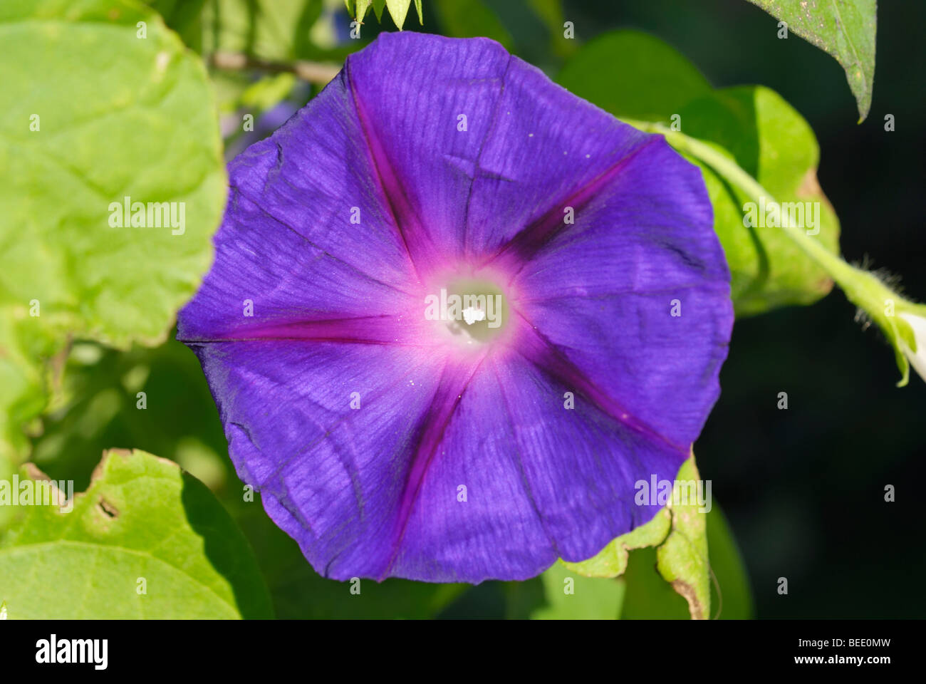 Purple flower of an Ipomoea, Morning Glory (Ipomoea tricolor sp.) Stock Photo