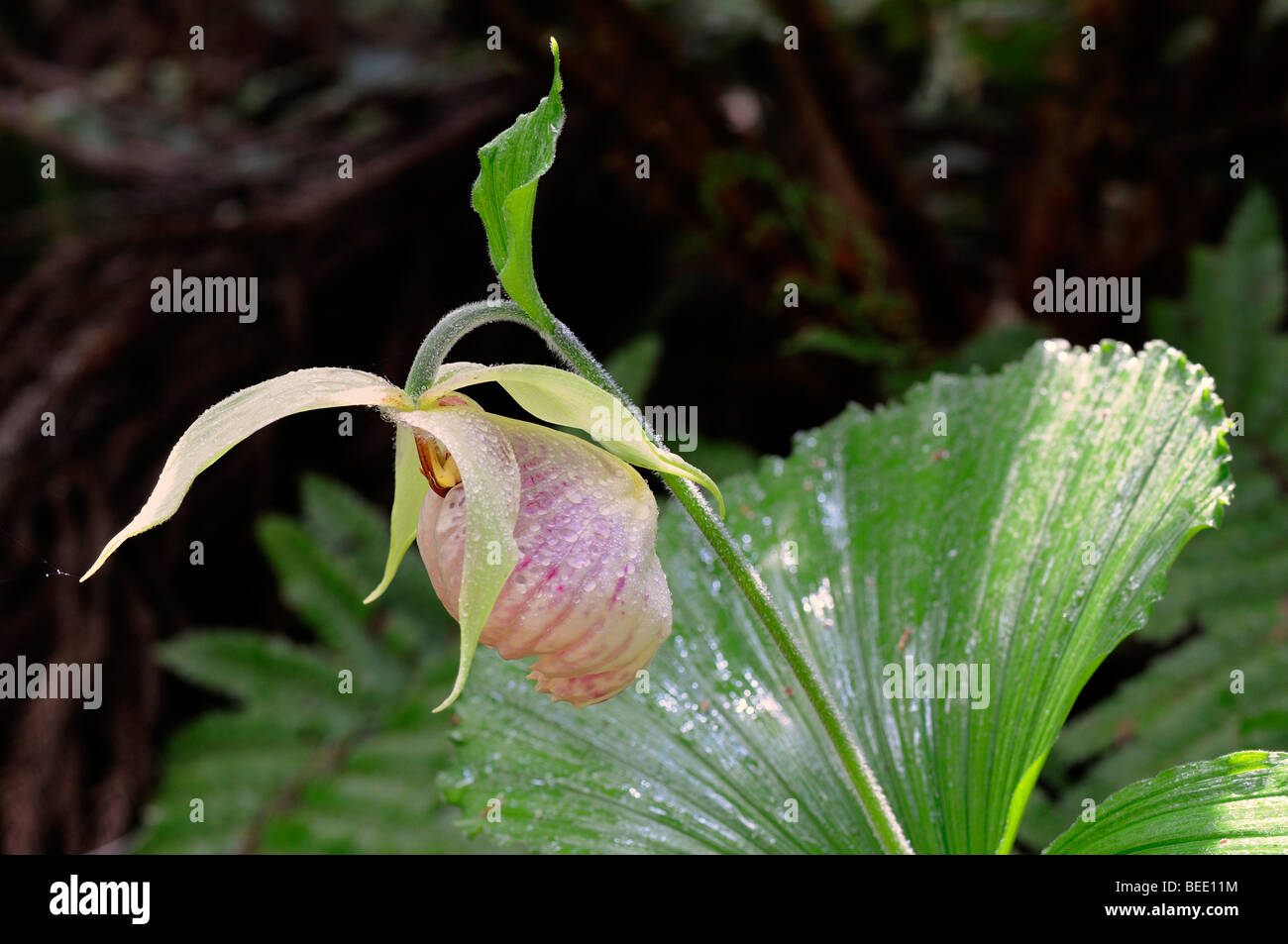 Fan shaped plants hires stock photography and images Alamy