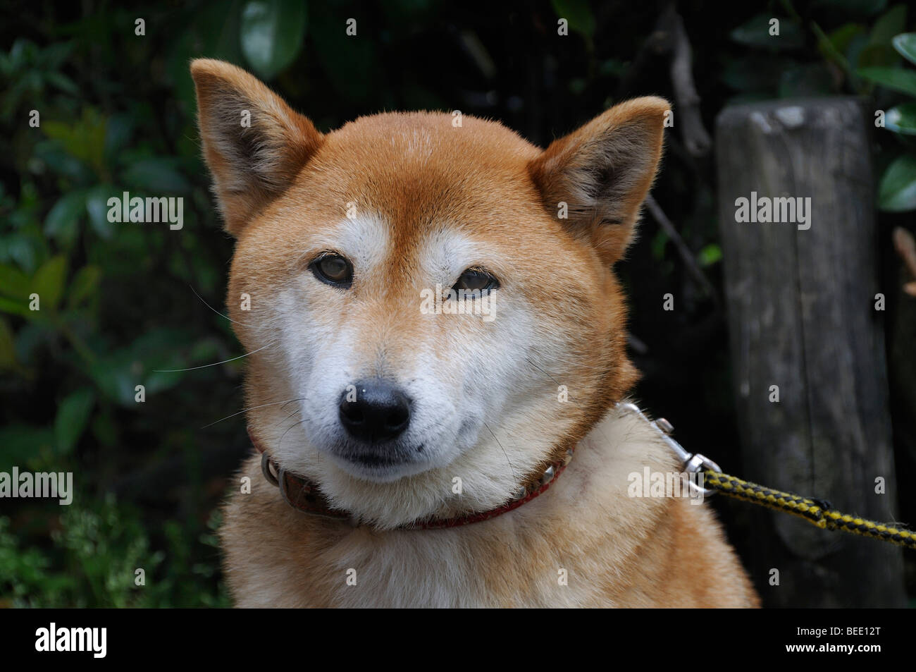 Shiba, Japanese breed of dog, Kyoto, Japan, East Asia, Asia Stock Photo