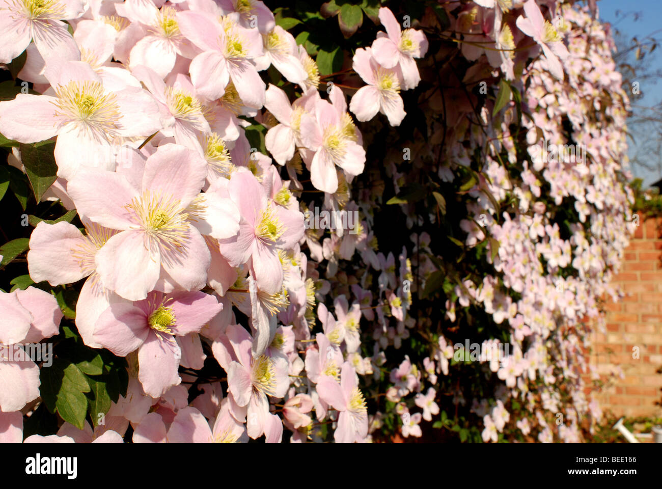 PINK CLEMATIS MONTANA GROWIG ON WALL IN GARDEN Stock Photo Alamy