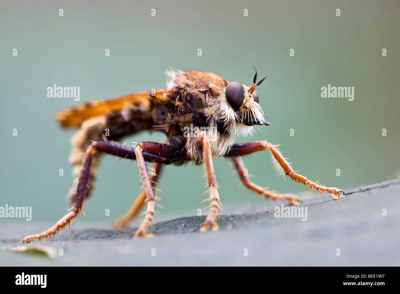 Robber fly; Asilus crabroniformis Stock Photo - Alamy