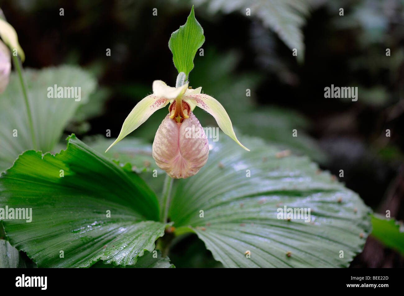 Fan shaped plants hires stock photography and images Alamy