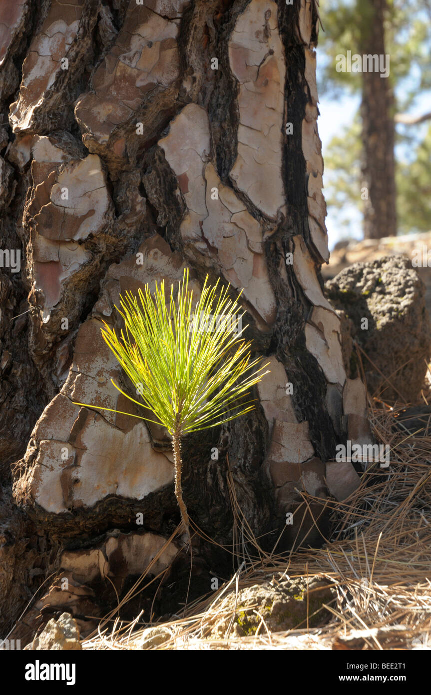 Canary Island Pines, La Palma, Canary Islands, Spain Stock Photo