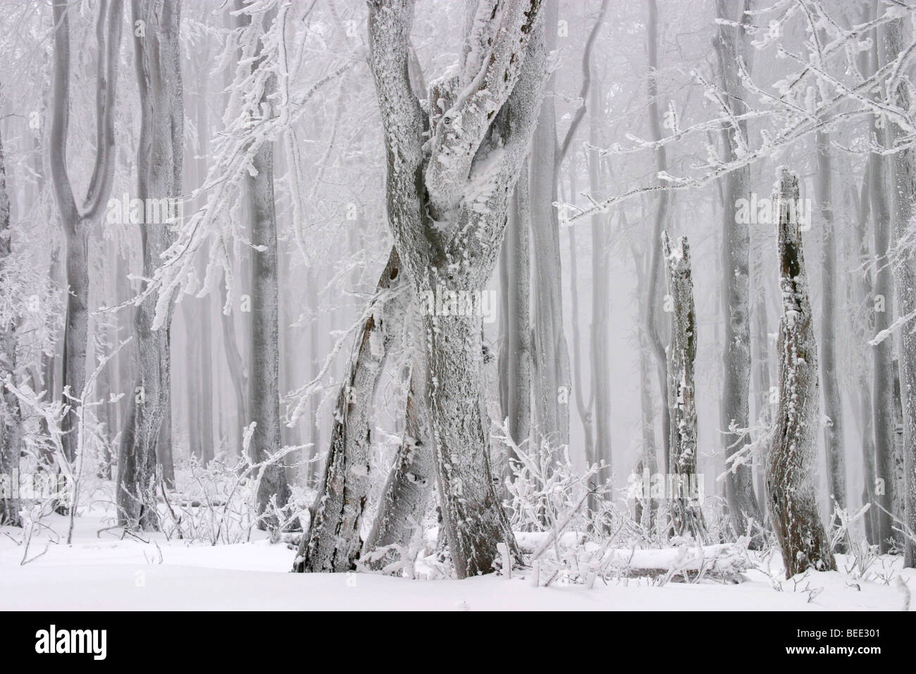White mountains forest preserve hi-res stock photography and images - Alamy
