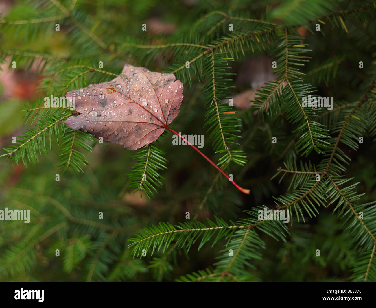 Covered with dew drops fallen maple leaf on Balsam fir. Stock Photo