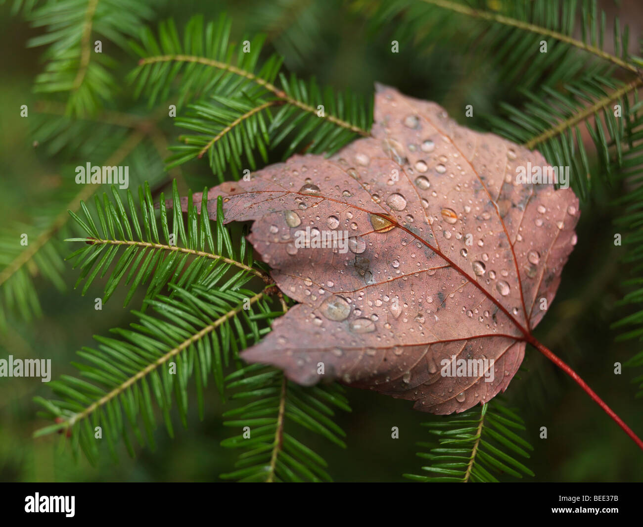 Covered with dew drops fallen maple leaf on Balsam fir. Stock Photo