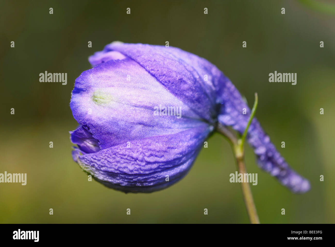 Purple flower bud of a Larkspur (Delphinium hybr. Spec Stock Photo - Alamy