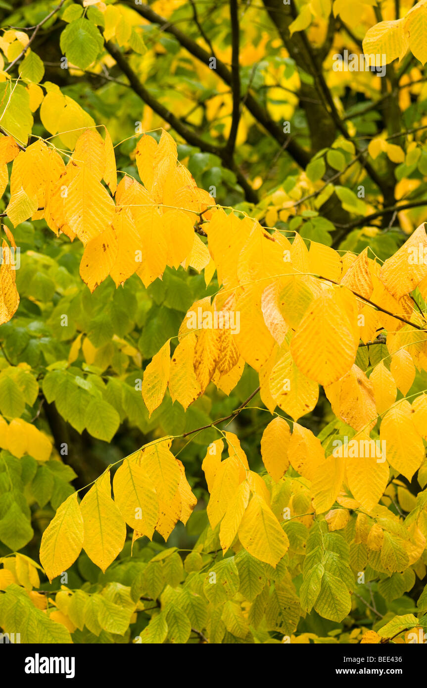 Cladrastis lutea Yellow Wood Stock Photo
