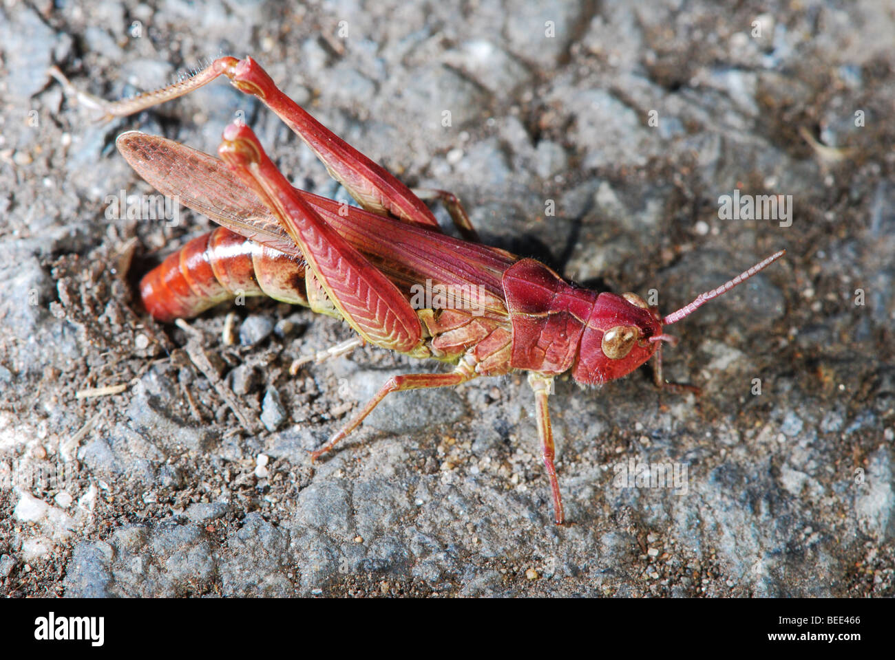 eggs hires stock photography and images Alamy