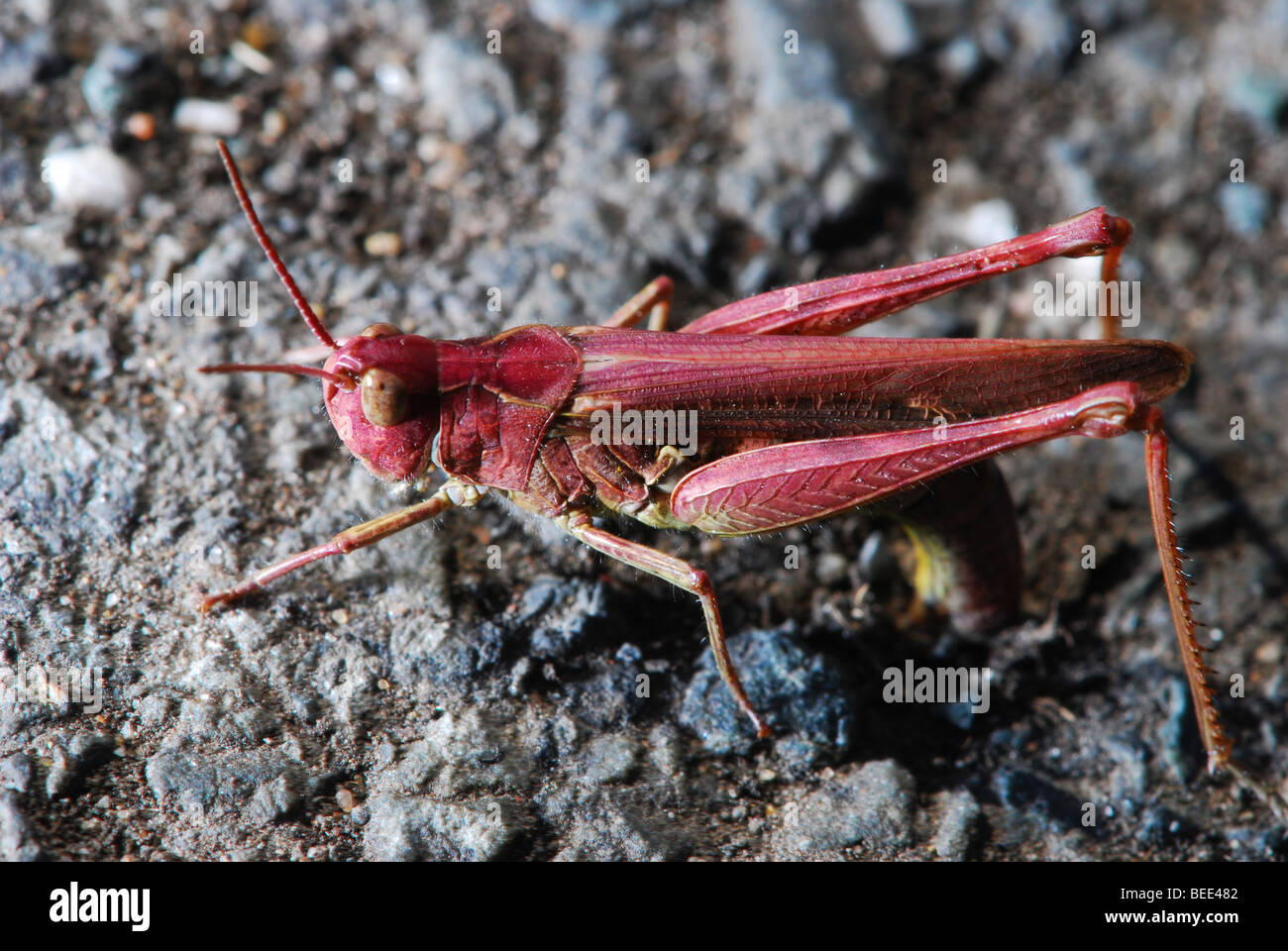 eggs hires stock photography and images Alamy