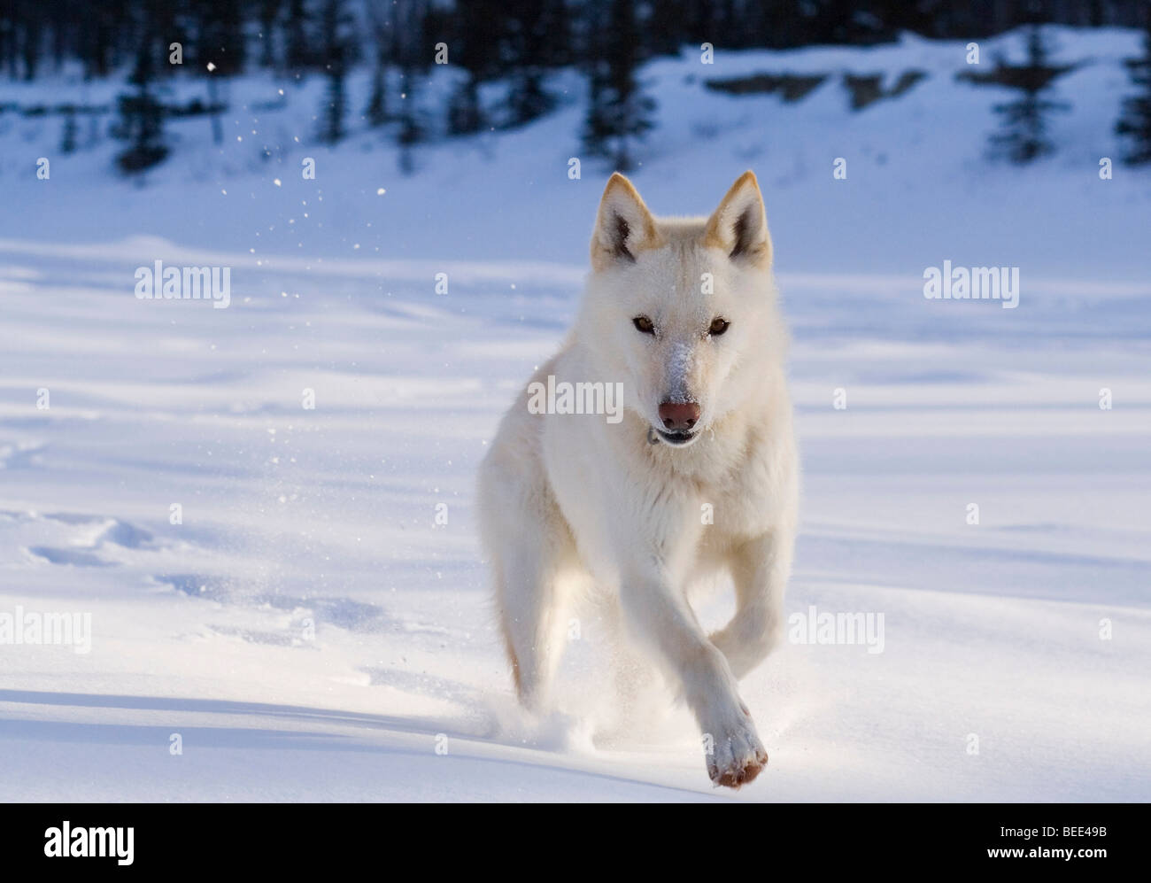 Running white husky, sleddog in deep powder snow, off leash, frozen Takhini River, Yukon, Canada, North America Stock Photo