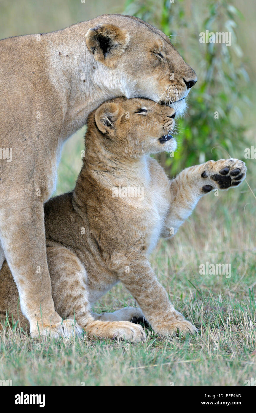 Lions (Panthera leo), female and cub cuddling, Masai Mara Nature Reserve, Kenya, East Africa Stock Photo