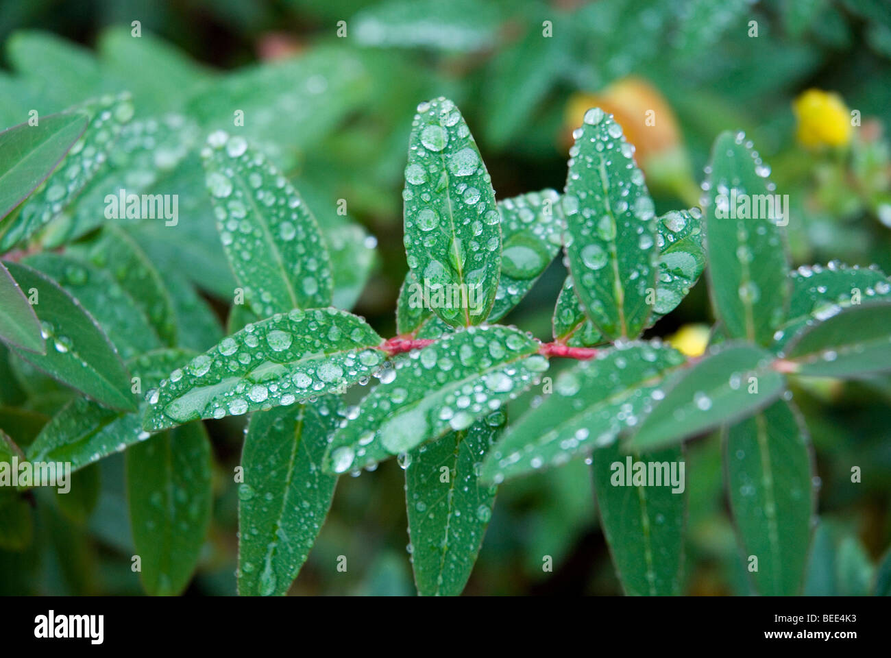 rain drops on waxy leaves Stock Photo