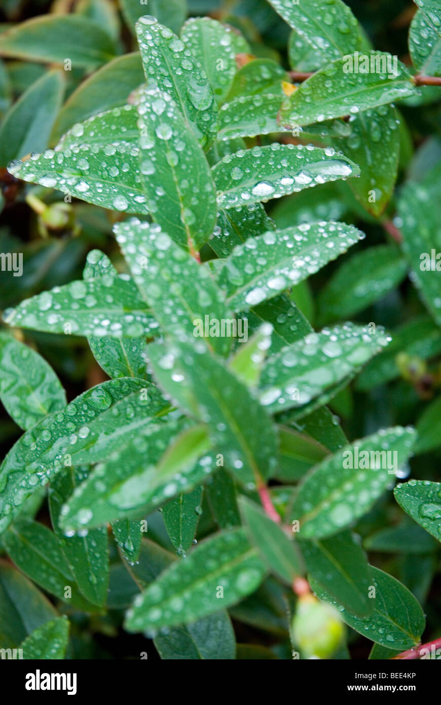 Thin green leaves hi-res stock photography and images - Alamy