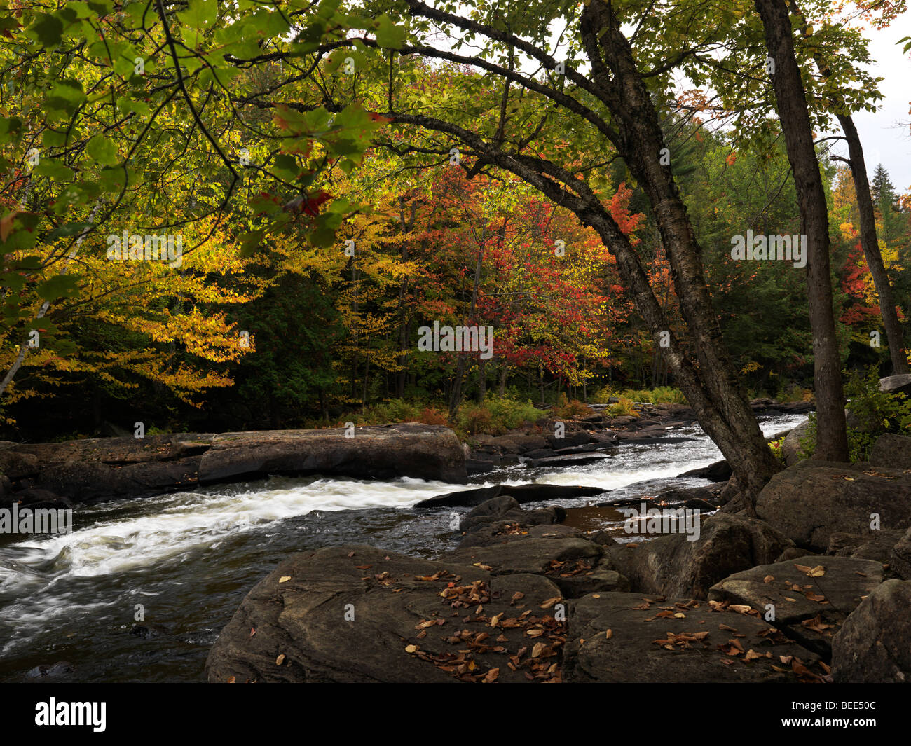 Oxtongue Rapids. Beautiful fall nature scenery. Stock Photo