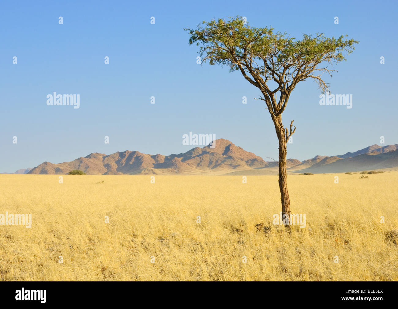 Lone tree Stock Photo