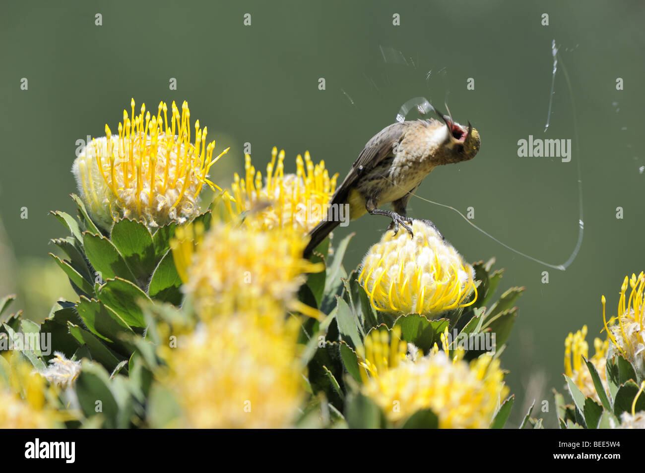 Cape Sugarbird vomiting whilst feeding in Yellow Pincushion Protea Flowers Stock Photo