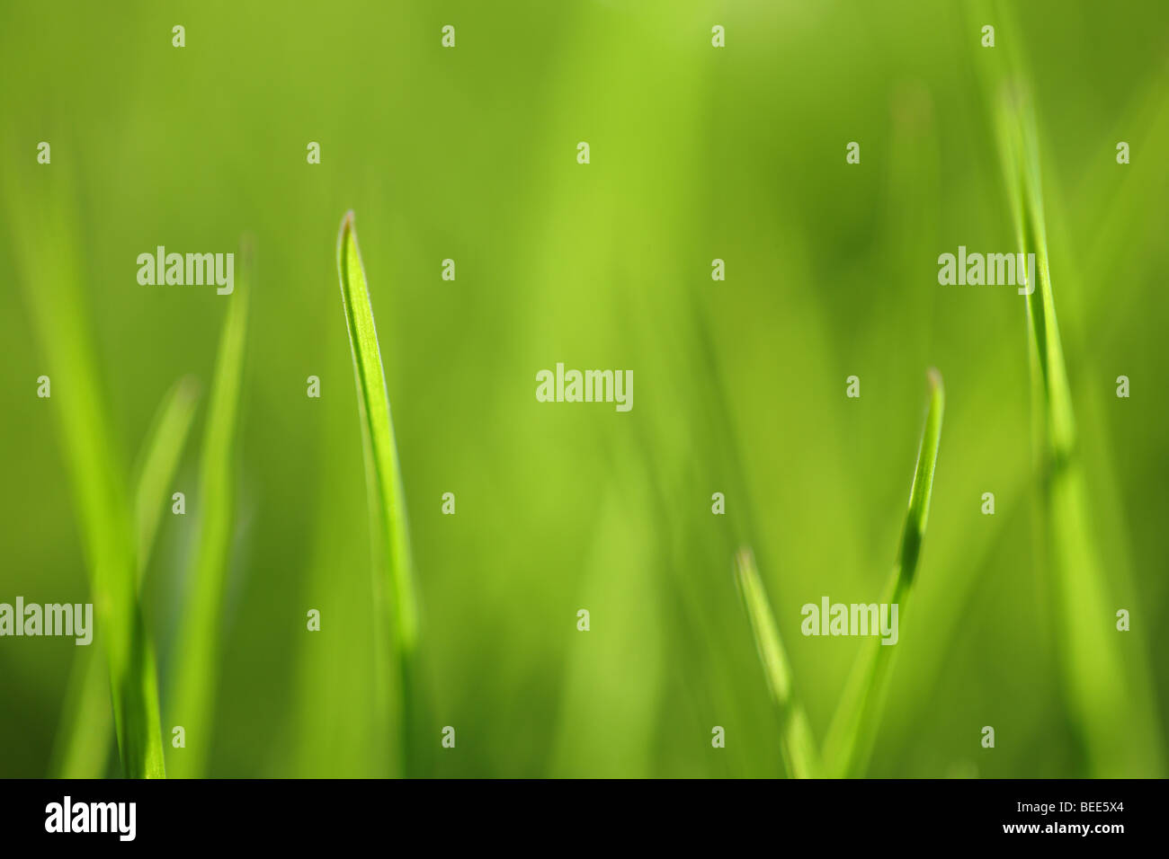 Green grass background Stock Photo - Alamy