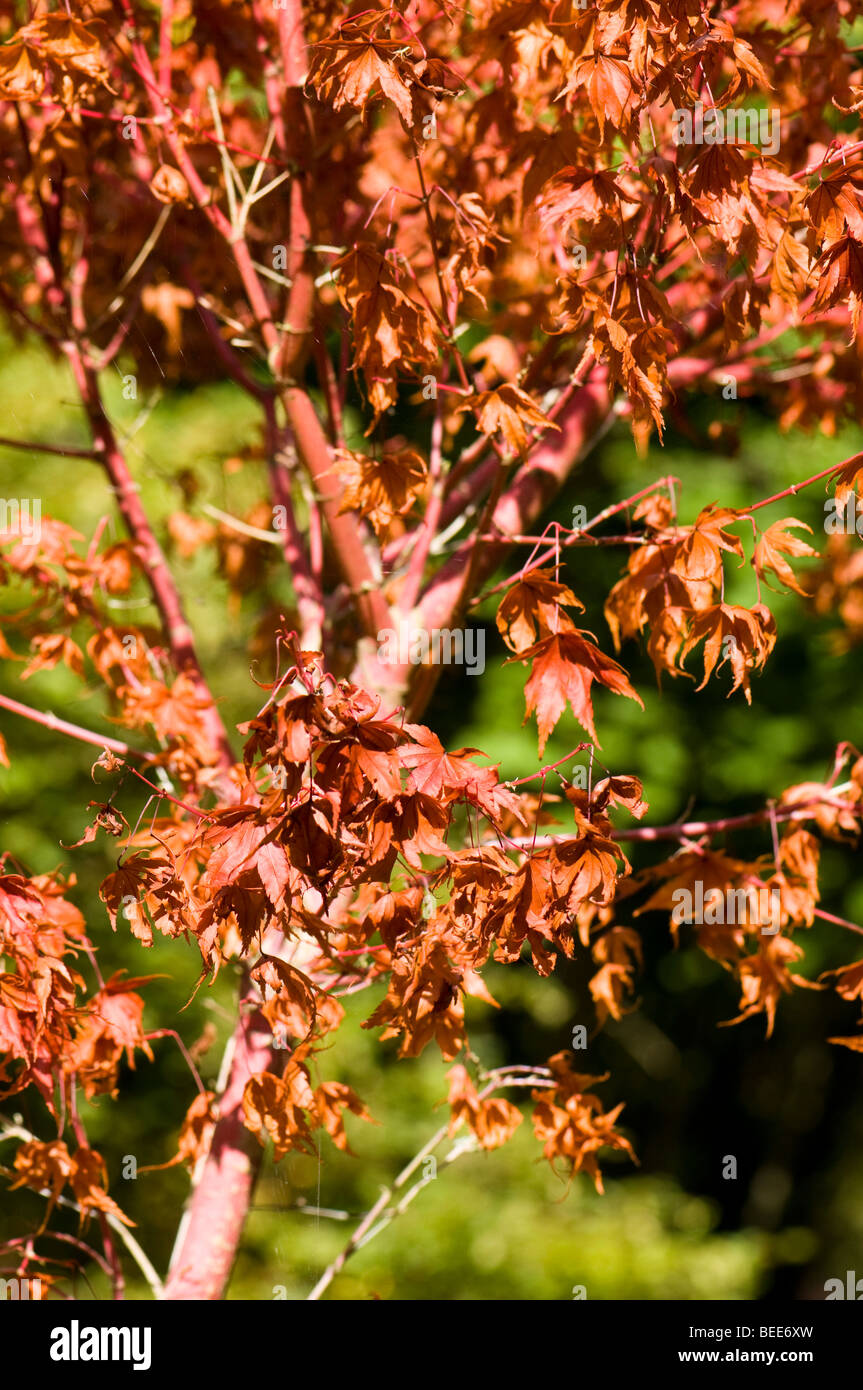 Acer palmatum, Sango kaku Stock Photo