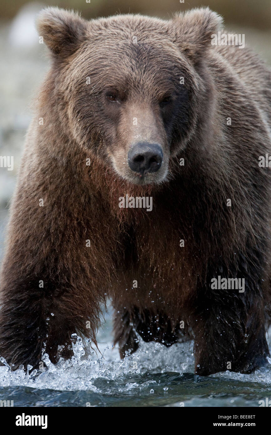 Grizzly bear walking in water in Geographic Bay Katmai National Park Alaska Stock Photo