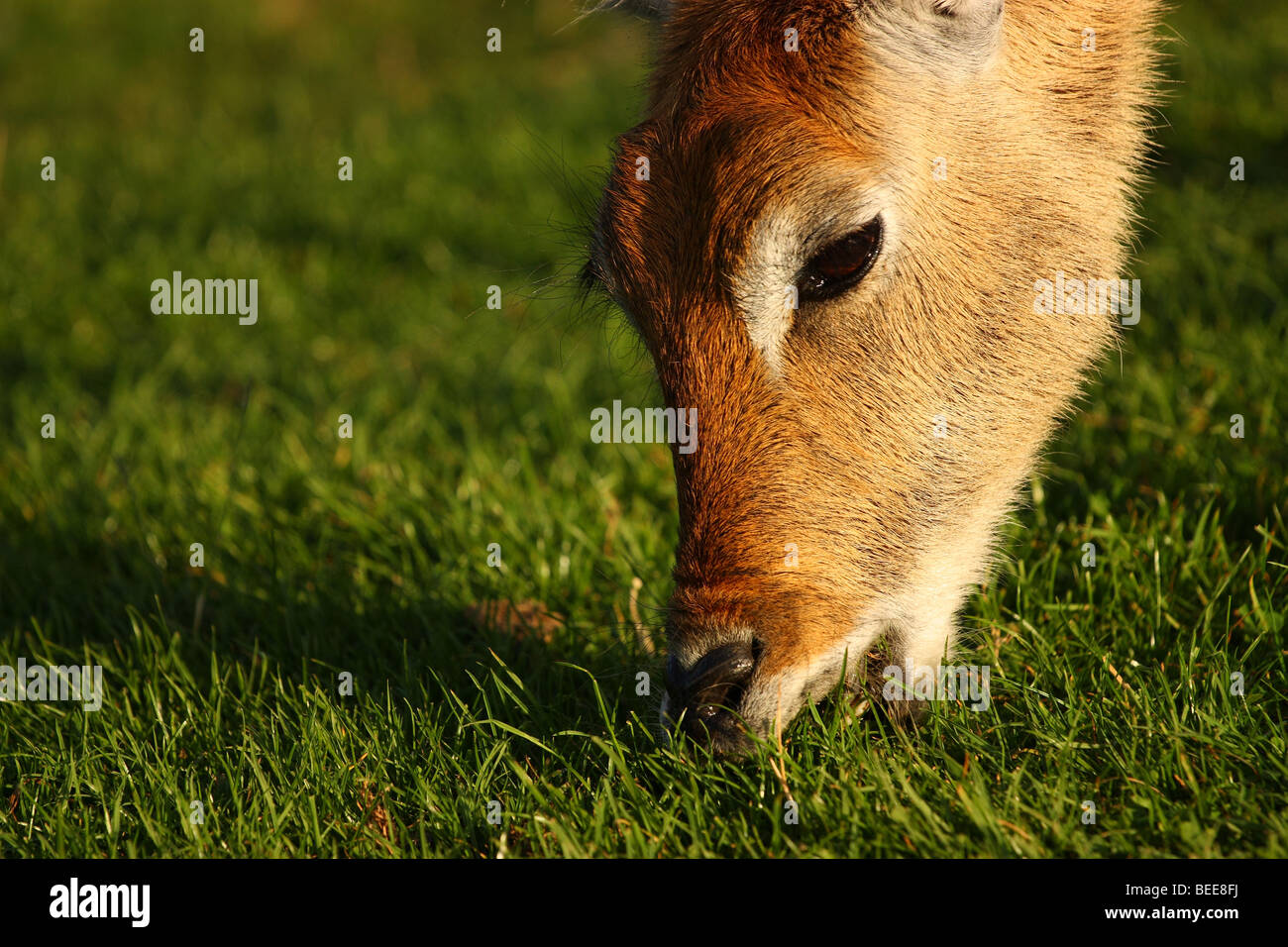 Deer feeding during sunrise Stock Photo - Alamy