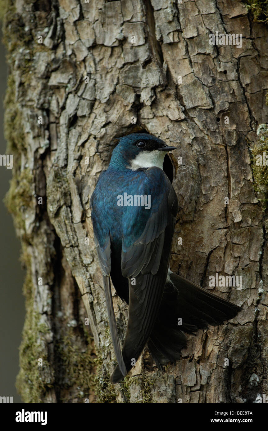 Tree swallow (Tachycineta bicolor), adult at nesting cavity Stock Photo