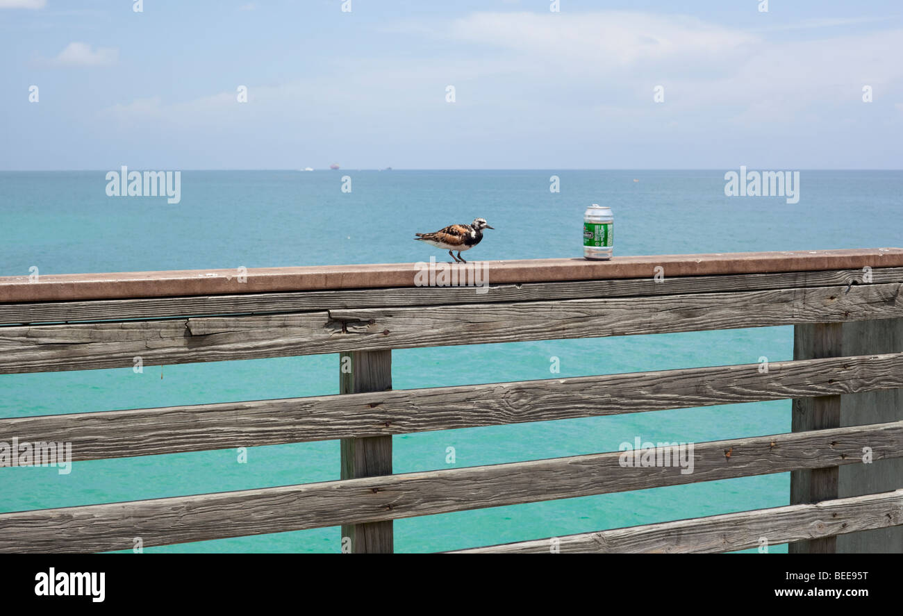Bird and beer can, Miami Beach, Florida Stock Photo Alamy