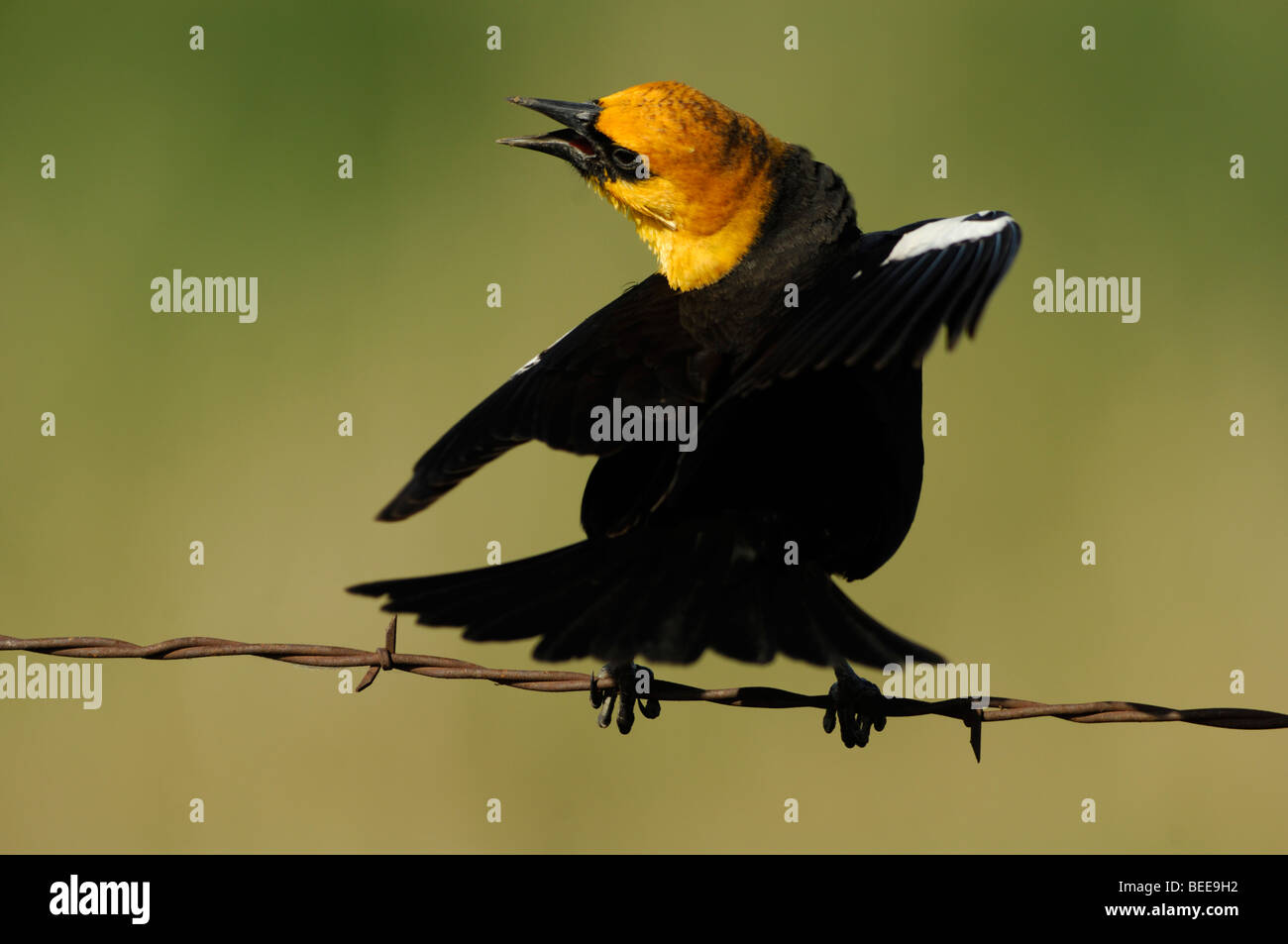 Male yellow-headed blackbird (Xanthocephalus xanthocephalus) Stock Photo