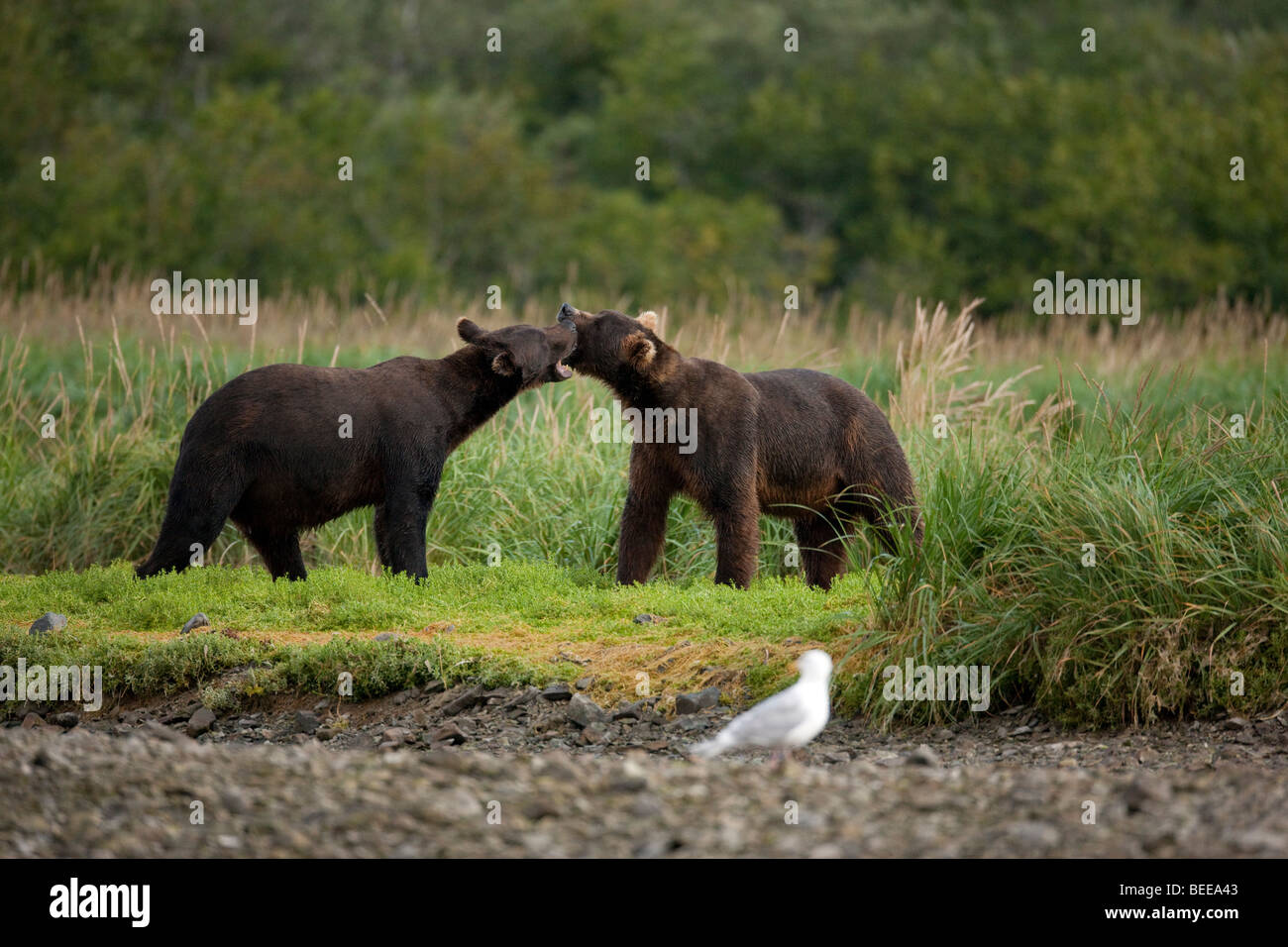 Two grizzly bears playing in green grass in Geographic Bay Katmai National Park Alaska Stock Photo
