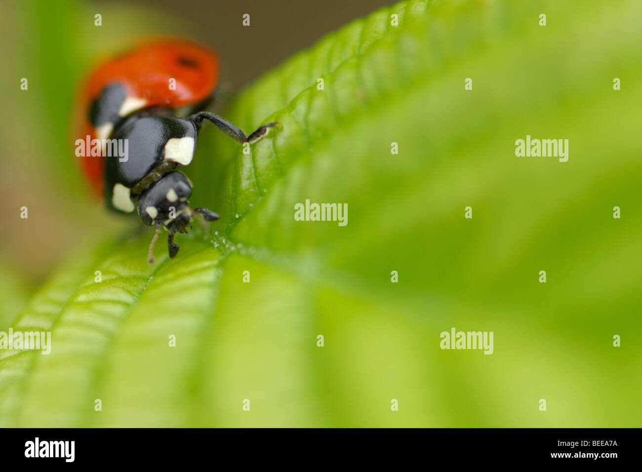Seven-spotted lady beetle (Coccinella septempunctata) Stock Photo