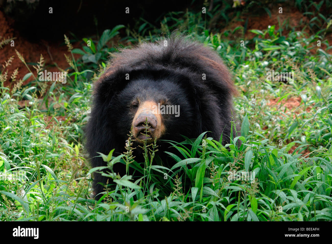 Indian Sloth Bear Stock Photo