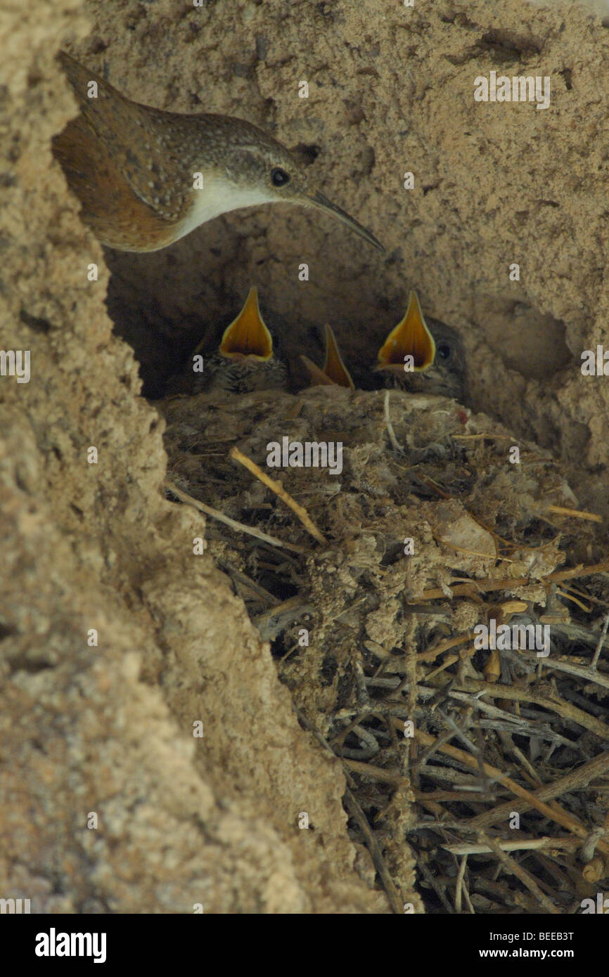 Canyon wren (Catherpes mexicanus), adult at nest with young Stock Photo