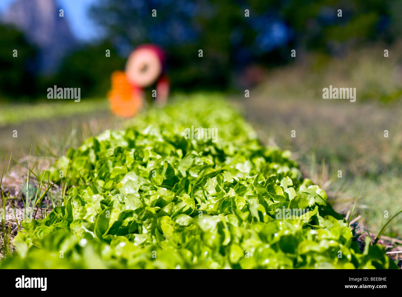 Organic lettuce crop - Certified Organic Producer Stock Photo