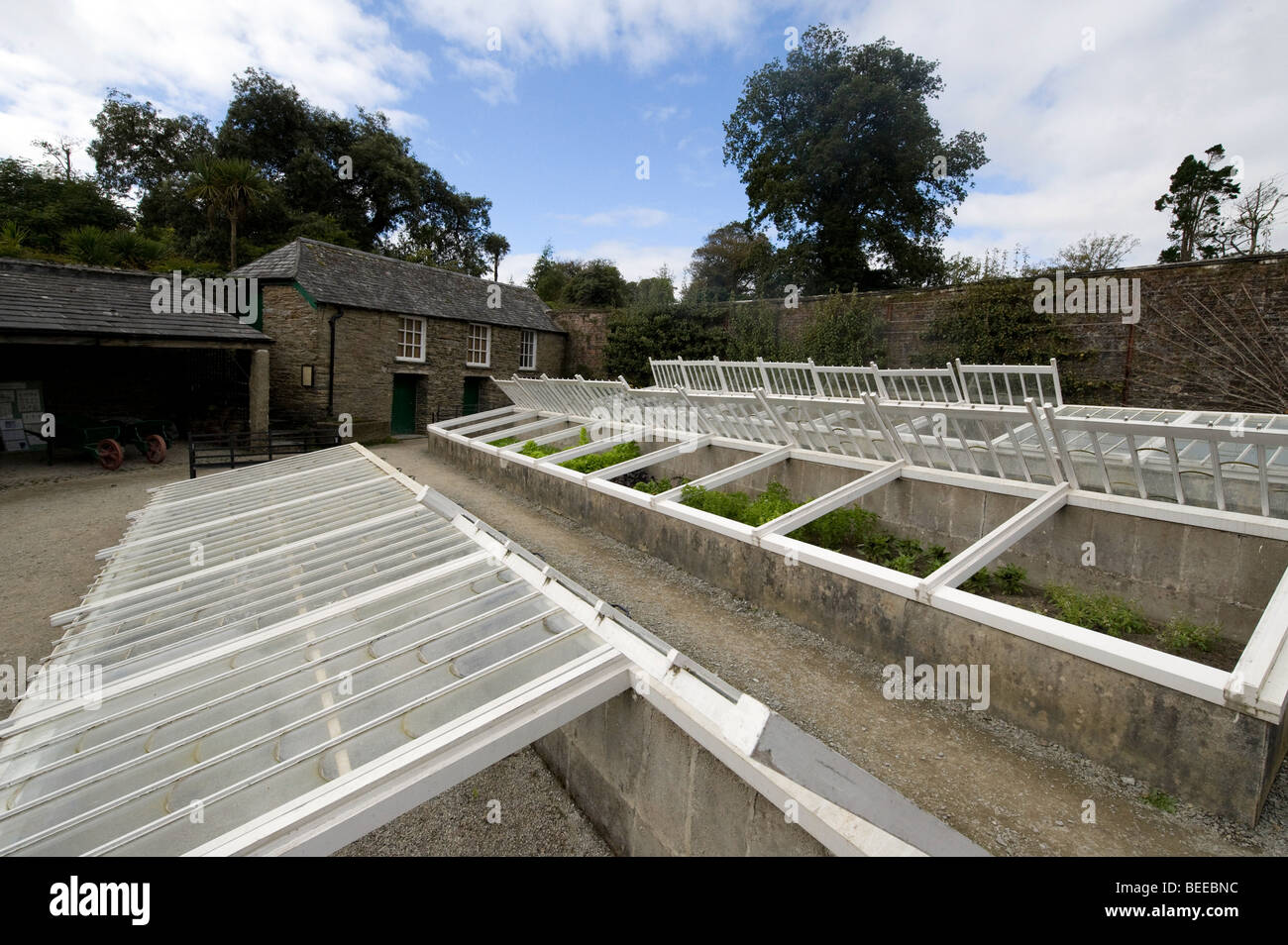 Pineapples being propagated in the Melon Yard of The Lost Gardens of
