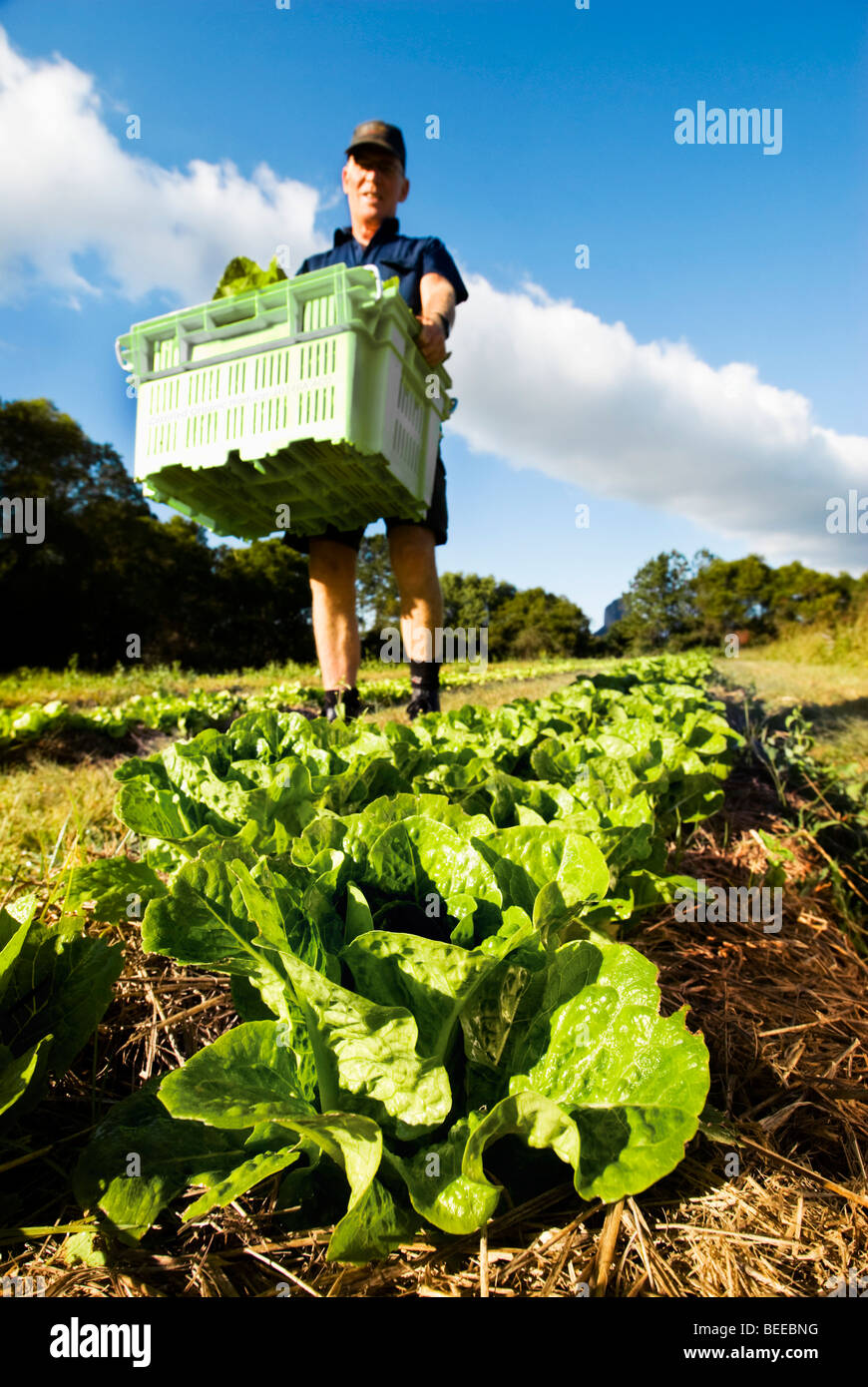 Harvesting lettuce - Certified Organic Producer Stock Photo