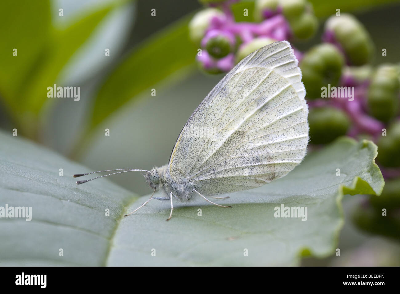 Cabbage white butterfly (Pieris rapae) Stock Photo