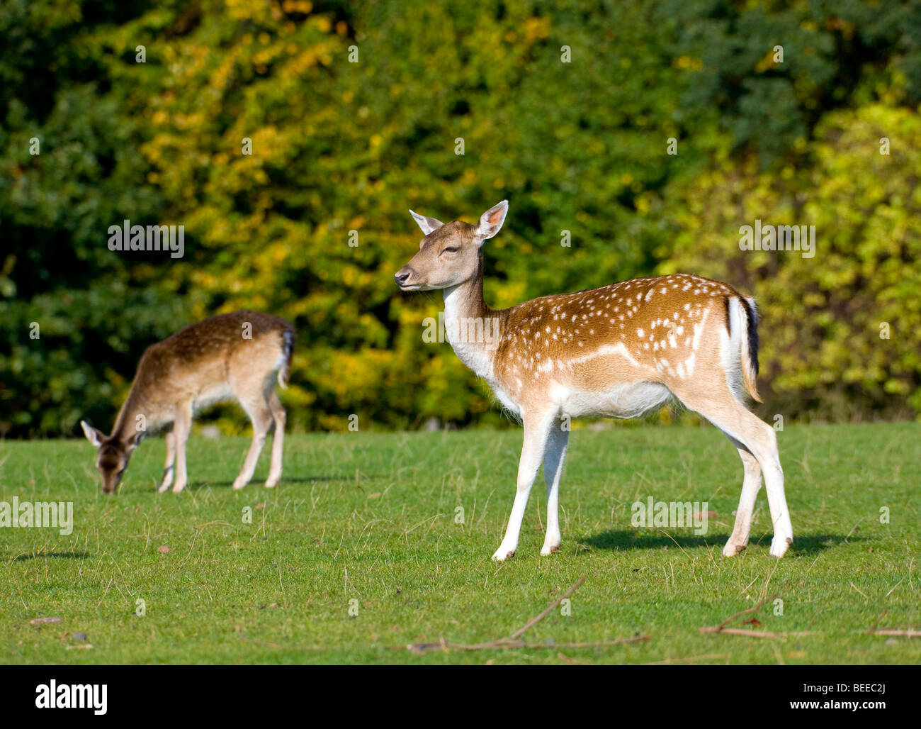 Fallow Deers (Dama dama), two young animals Stock Photo