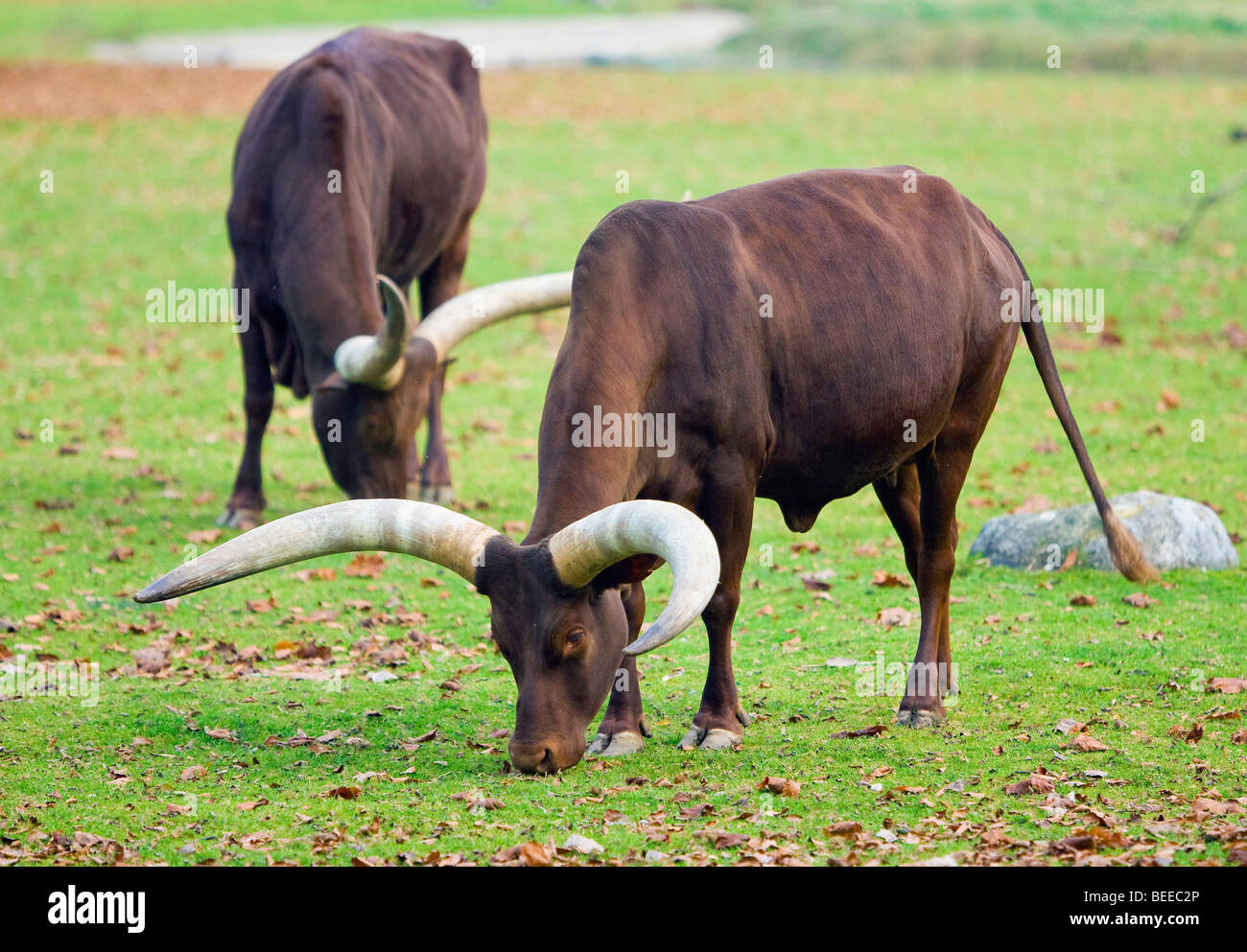 Two Watusi cows, grazing Stock Photo