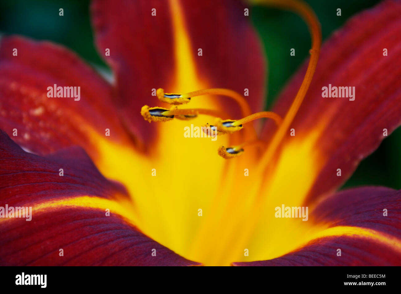 Lily with stamen Stock Photo Alamy