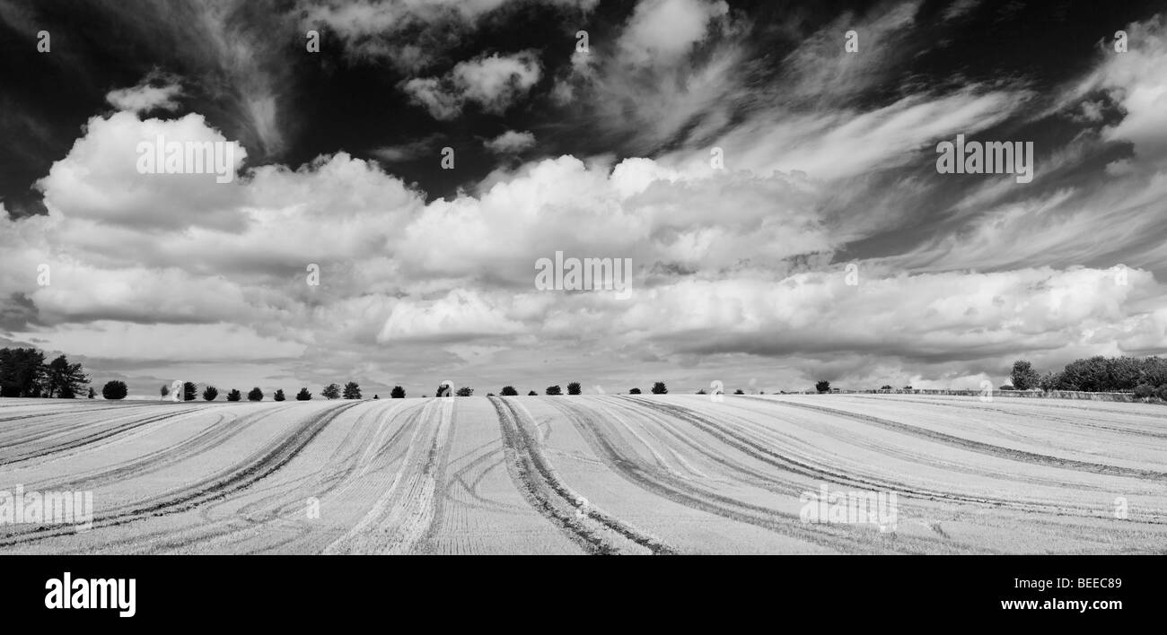 Harvested wheat field in the English countryside. Panoramic. Black and White Stock Photo