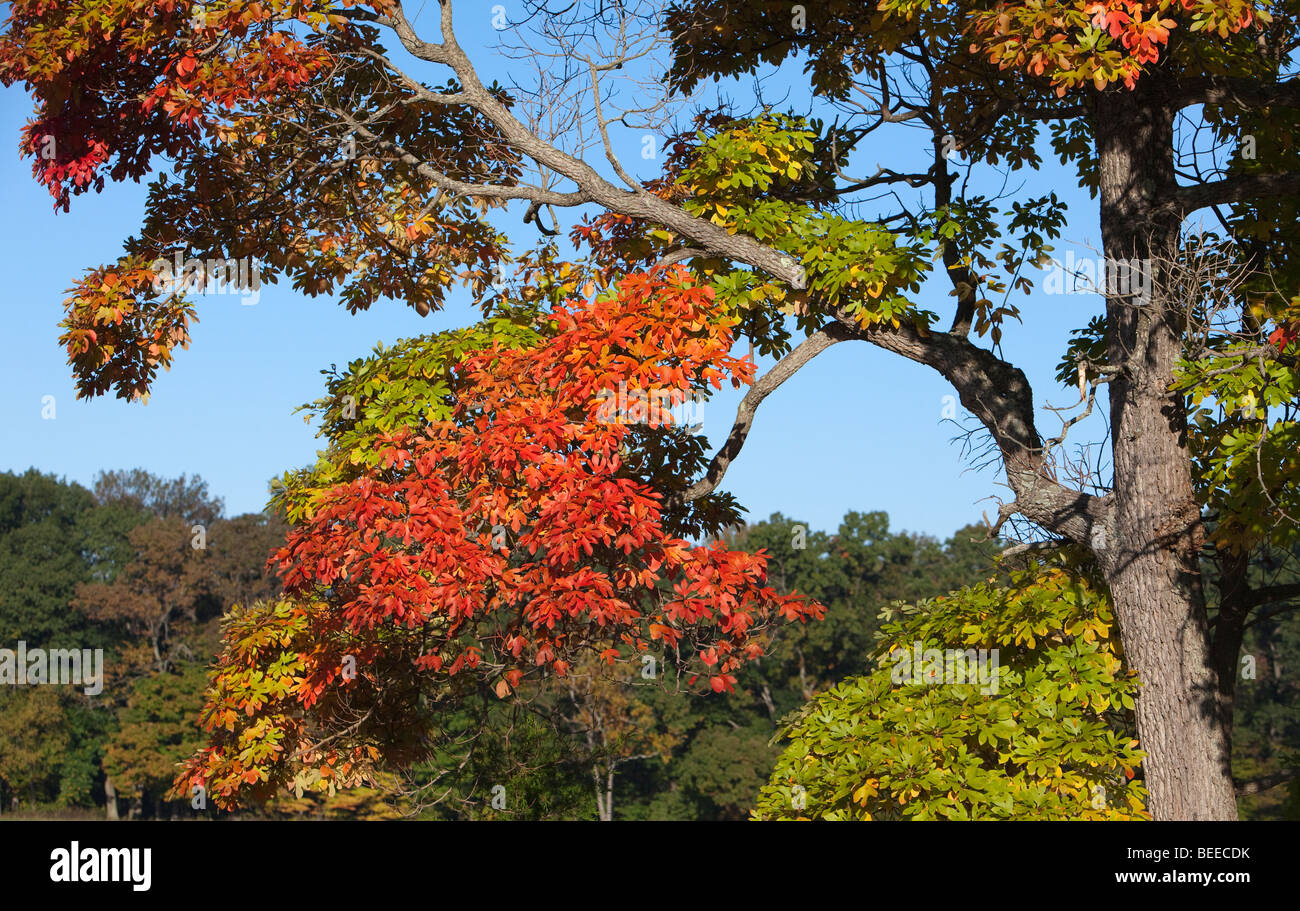 Sassafras albidum Sassafras, White Sassafras, Red Sassafras, or Silky