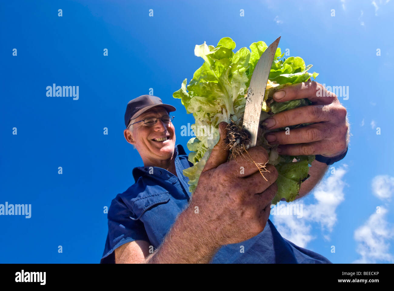 Farmer picking lettuce - Certified Organic Producer Stock Photo