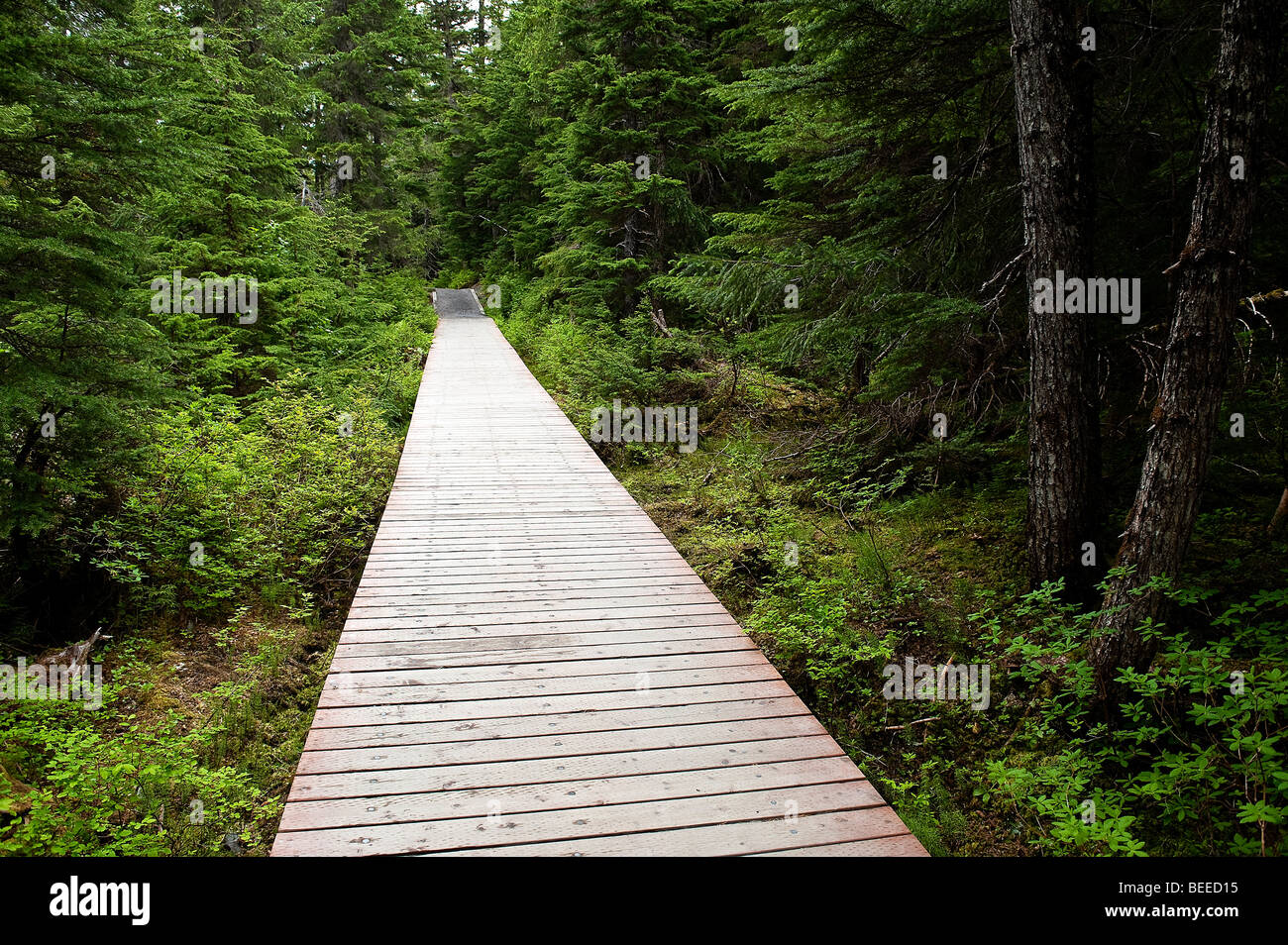 Hiking trail, Winner Creek, Chugach National Forest, Alaska, USA Stock Photo