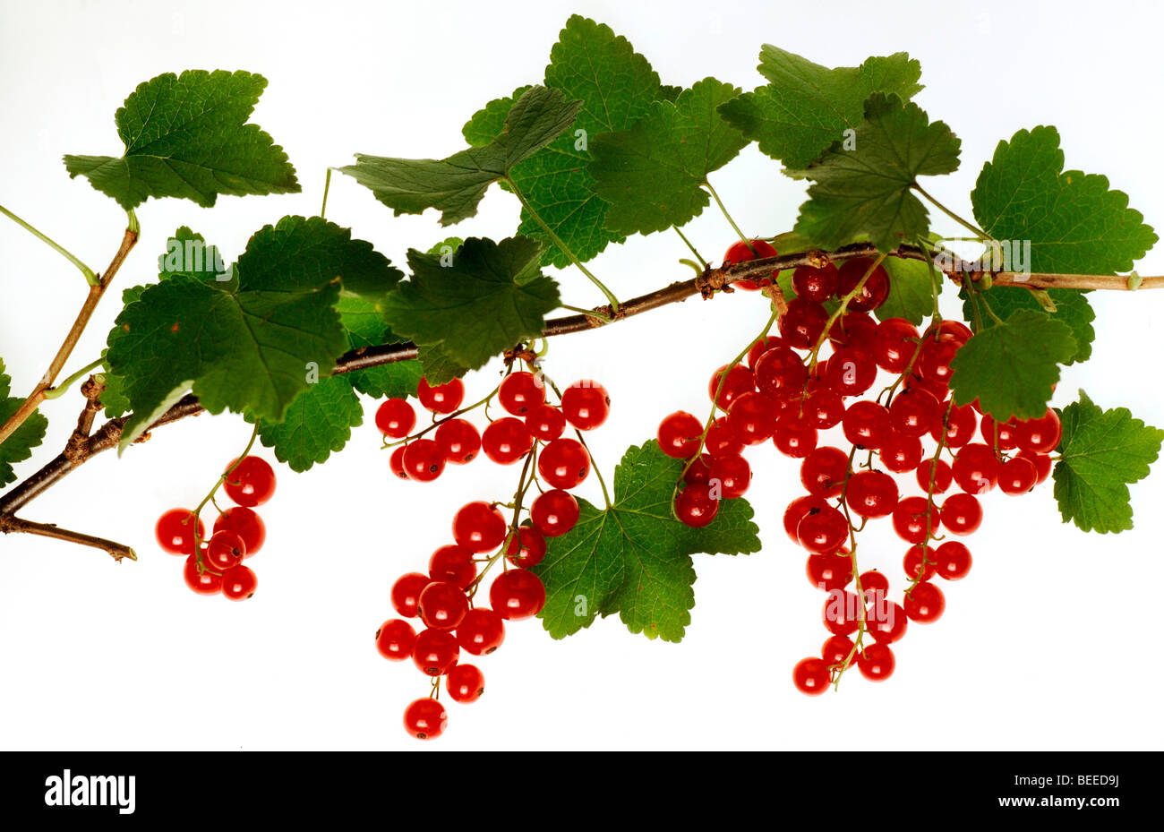 Redcurrants (Ribes uva-crispa) on a twig with leaves Stock Photo