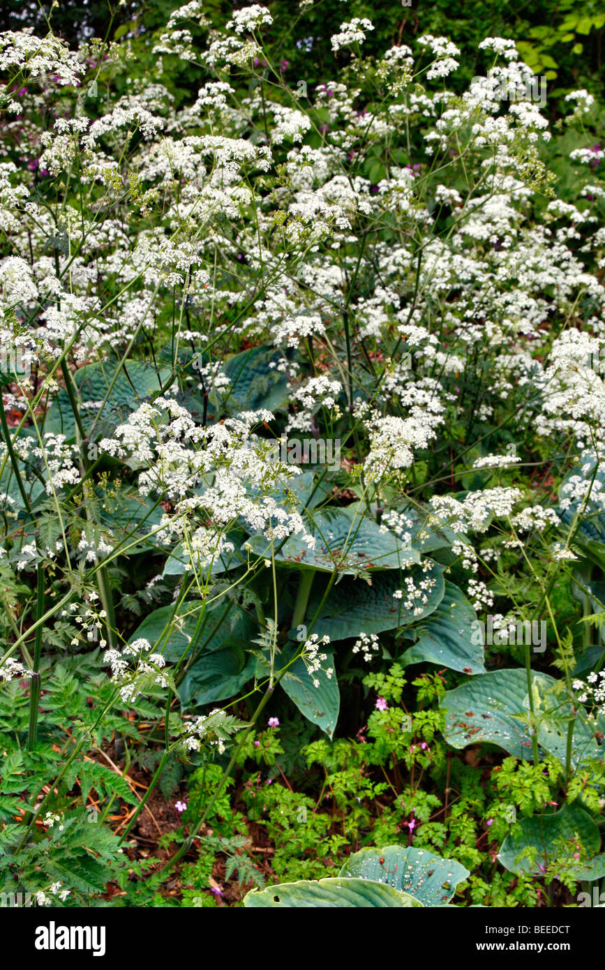 Anthriscus sylvestris, Anthriscus sylvestris 'Ravenswing' and Hosta sieboldiana elegans AGM make attractive spring combination Stock Photo