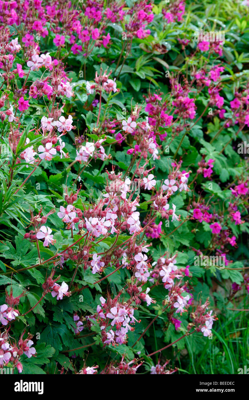 Geranium macrorhizzum cultivars 'Ingwersen's Variety' AGM (pale pink) and the darker 'Bevan's Variety' AGM Stock Photo