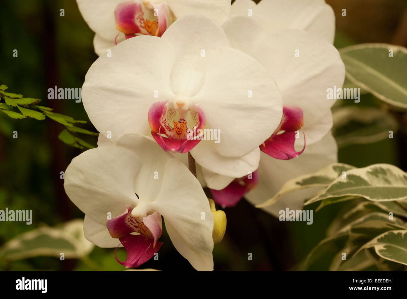 Orchid Phalaenopsis Lady Redfan Stock Photo